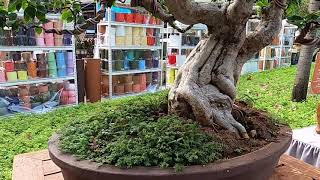 Bonsai 3Million Pricelist At Bgc,Taguig City Manila Philippines Expensive Bonsai Tree