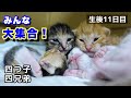 【生後11日目】また子猫ちゃんたちがお引越ししました。引越し場所でパシャリ📷✨