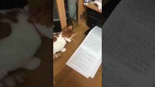 Funny Cat VS. Printer! 😹 💥🖨