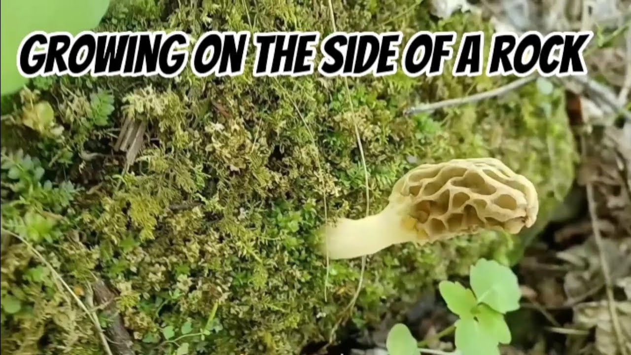 Mushroom hunting in Ohio danielpreston842 mushroomhunting YouTube
