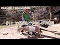 【75歳ヤギ飼い#11】ヤギと過ごすのんびり時間 ~眠くなるシニアライフ~
