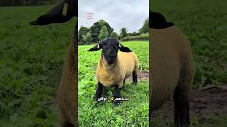 سلالة اغنان السيفولك #agriculture #اكسبلور #beefproduction #homesheephome