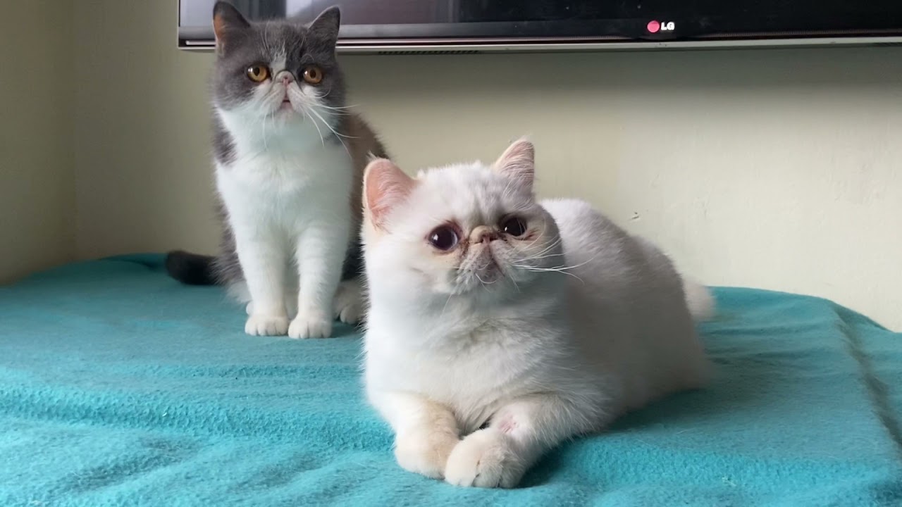 Exotic shorthair cats flame point & dilute calico YouTube