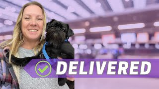 This retired champion finds her forever home! | #flightnanny  #brusselsgriffon #bunnies #colliedog by PurplePup LLC 415 views 10 months ago 8 minutes, 1 second