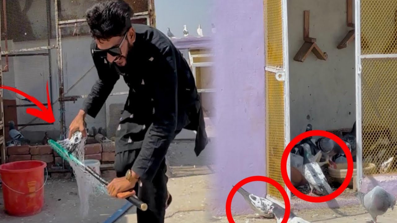 Aaj baazi walay 3 Aseel kabutaron ko utar liya 😳😳