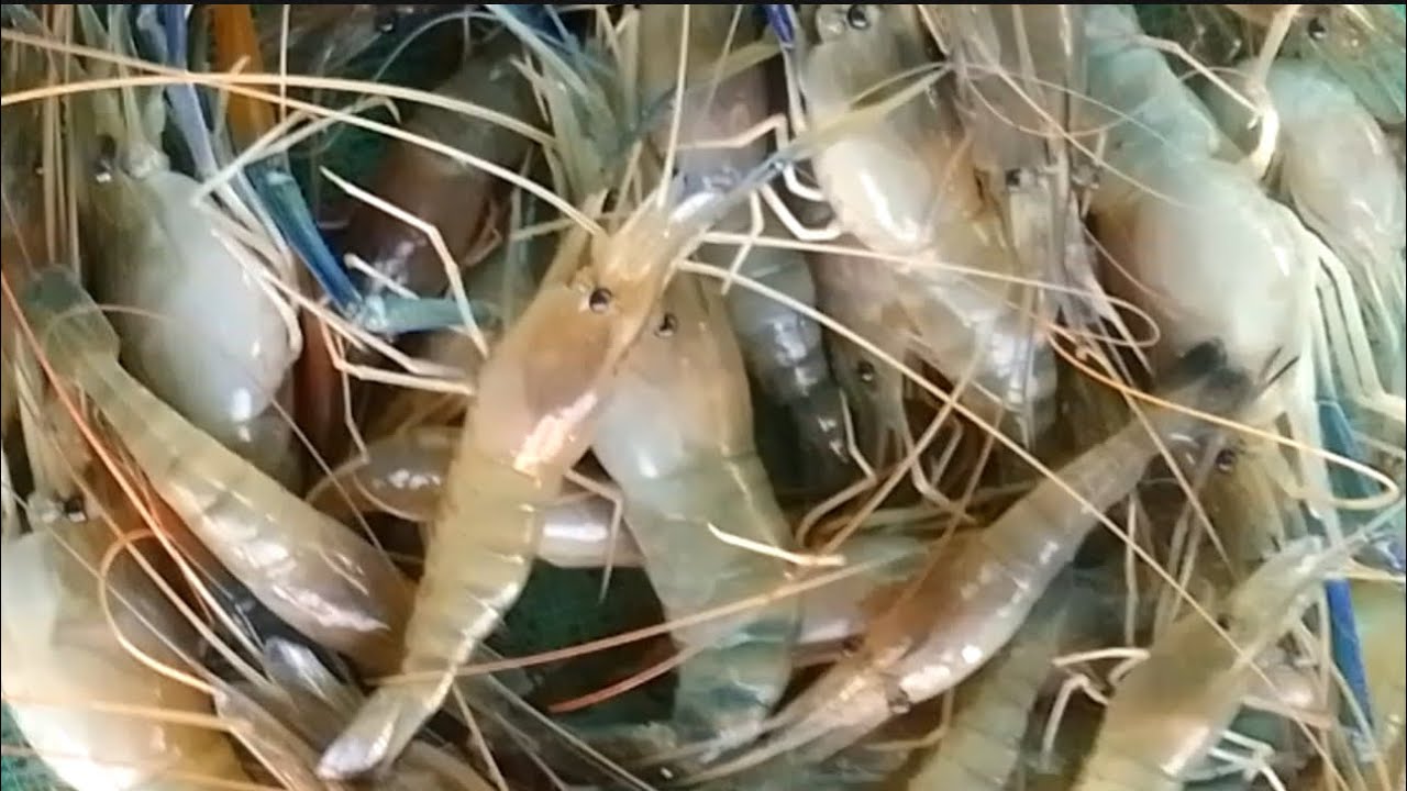 CHIA SẺ ĐIỂM RẤT NHIỀU TÔM TO CÂU LÀ TRÚNG NƯỚC TRONG CÂU TÔM MÒI TÉP DÍNH NHIỀU TÔM CÀNG MÊ QUÁ 