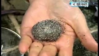 스펀지 - Sponge 20060311 #002