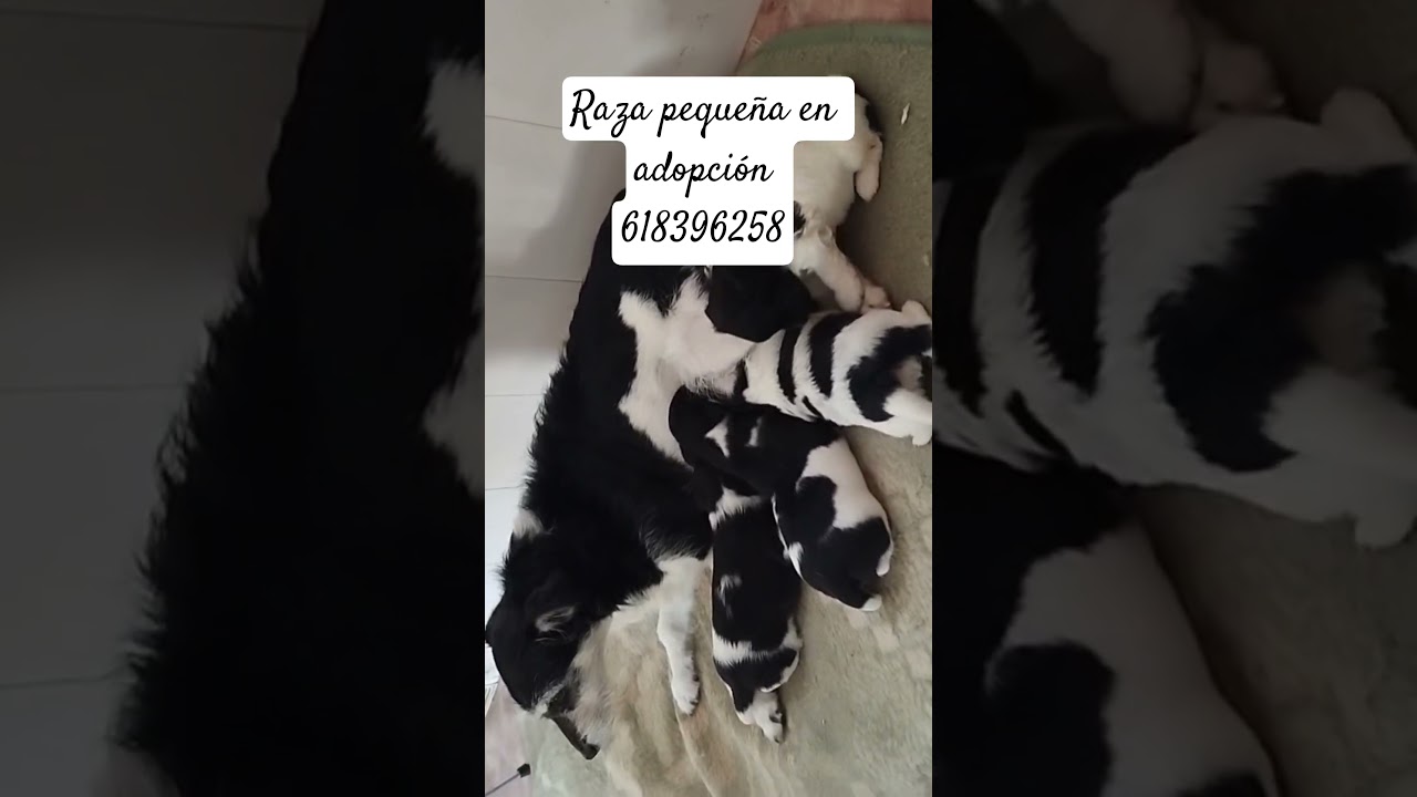 raza pequeña en adopción 618396258
