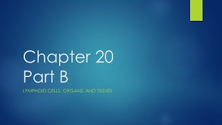 Chapter 20 Part B (Lymphoid Cells, Organs, and Tissues)