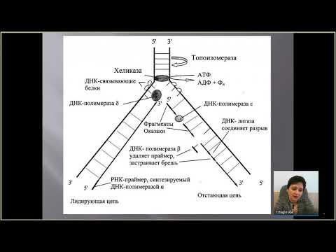 Видео: Какова цель суперспирализации ДНК?