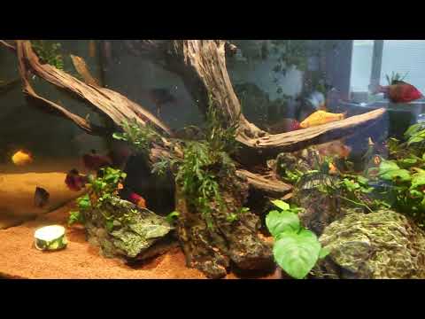 Black Ruby barbs coloured up for a fight