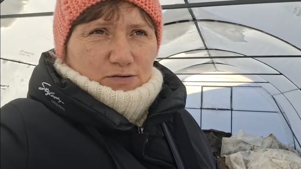 Зимівля моїх хризантем.І...щодо передзамовлень