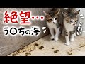 【閲覧注意】あまりの恐怖に子猫がう〇ちを漏らしちゃいました…