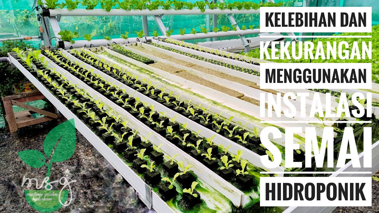 Kelebihan dan Kekurangan Menggunakan Instalasi Semai Hidroponik