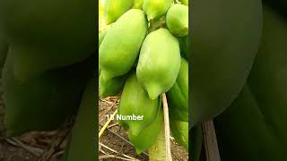 #short #reel#papaya farming # fruits #papayas plant # indian technology 🌱🔥