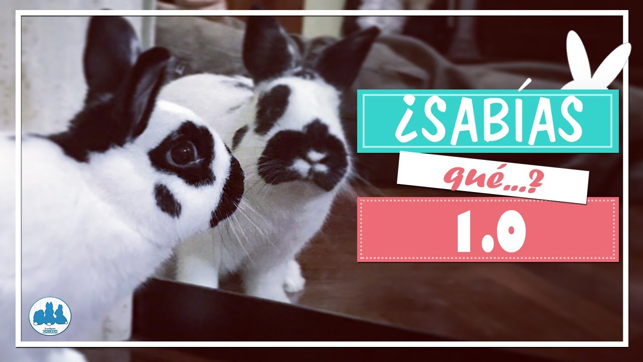 🐰 Cosas que quizá no sabías sobre conejos 🐰