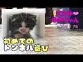 【子猫 保護 17b】赤ちゃん子猫・初めてのトンネル遊び♩【cute kitten 17b】