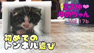 【子猫 保護 17b】赤ちゃん子猫・初めてのトンネル遊び♩【cute Kitten 17b】 【子猫 保護 17b】赤ちゃん子猫・初めてのトンネル遊び♩【cute Kitten 17b】