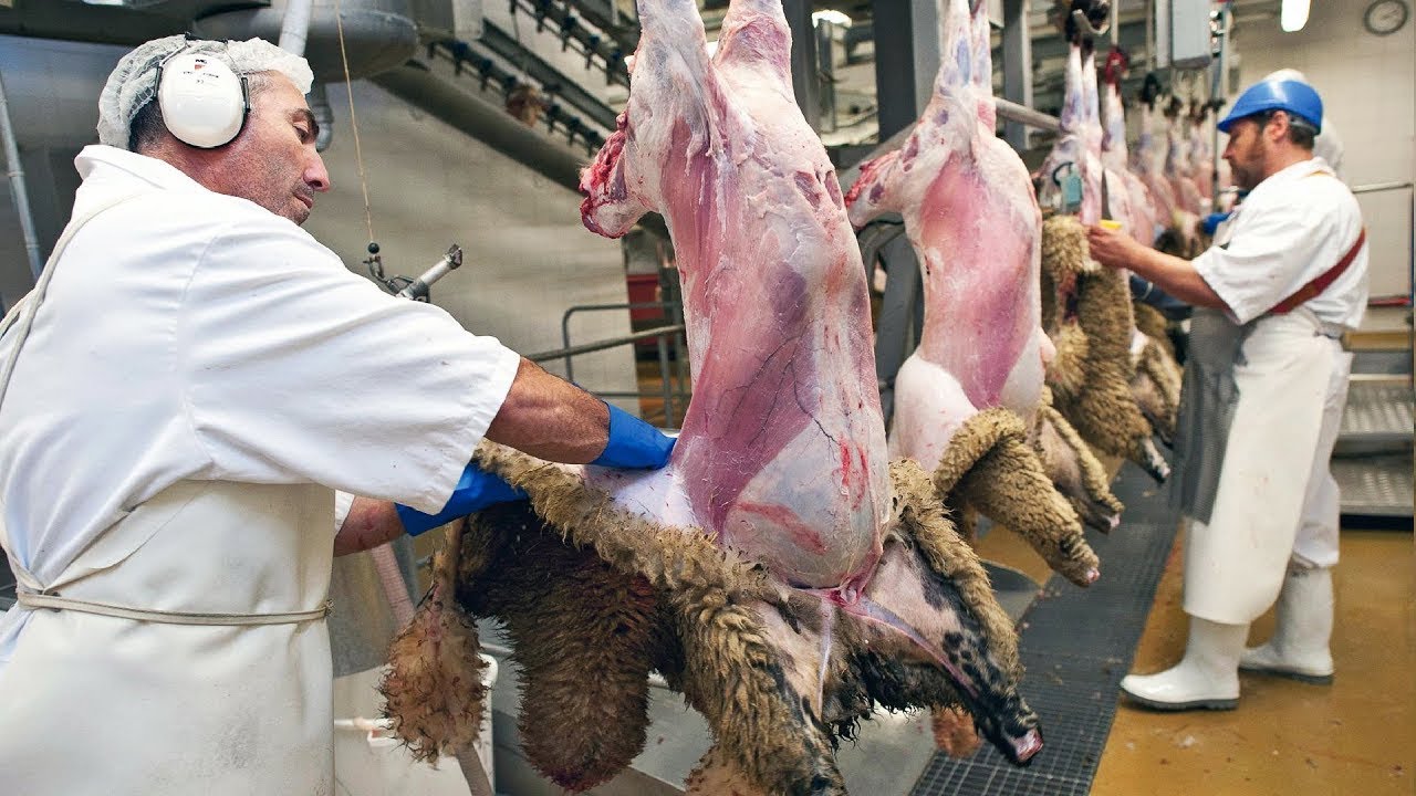 Inside the World’s Largest Sheep Processing Plant – The Process You’ve Never Seen