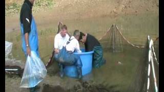 Ikeage Miyatora Koifarm Ornafish Japan Co.,Ltd