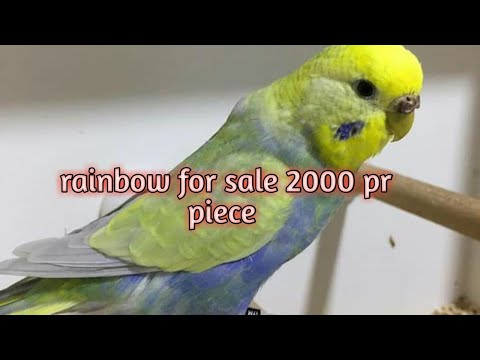 green budgies for sale