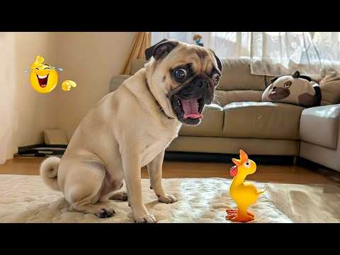 Super Funny Dog Video Clips 😹🐶 The Funniest Cat & Dog Moments Compilation 😁