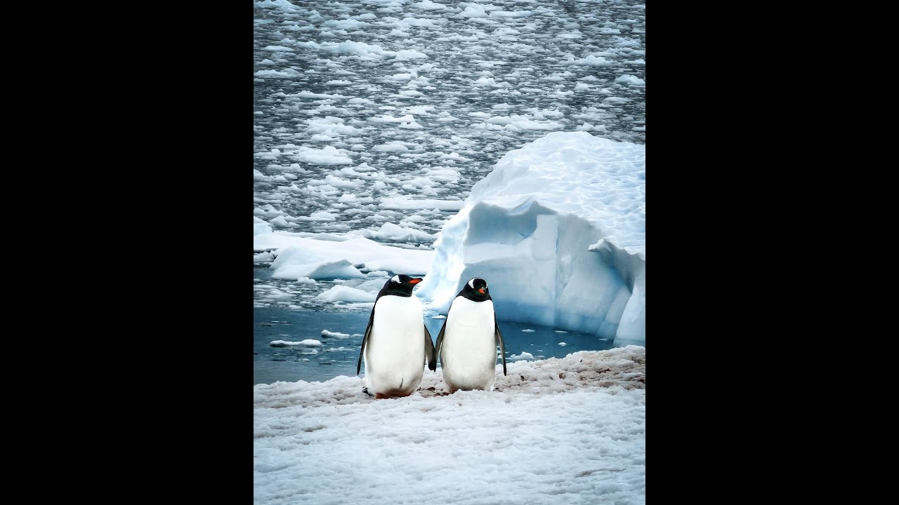 Antarctica up close: Zodiac cruising thru sun and snowstorms