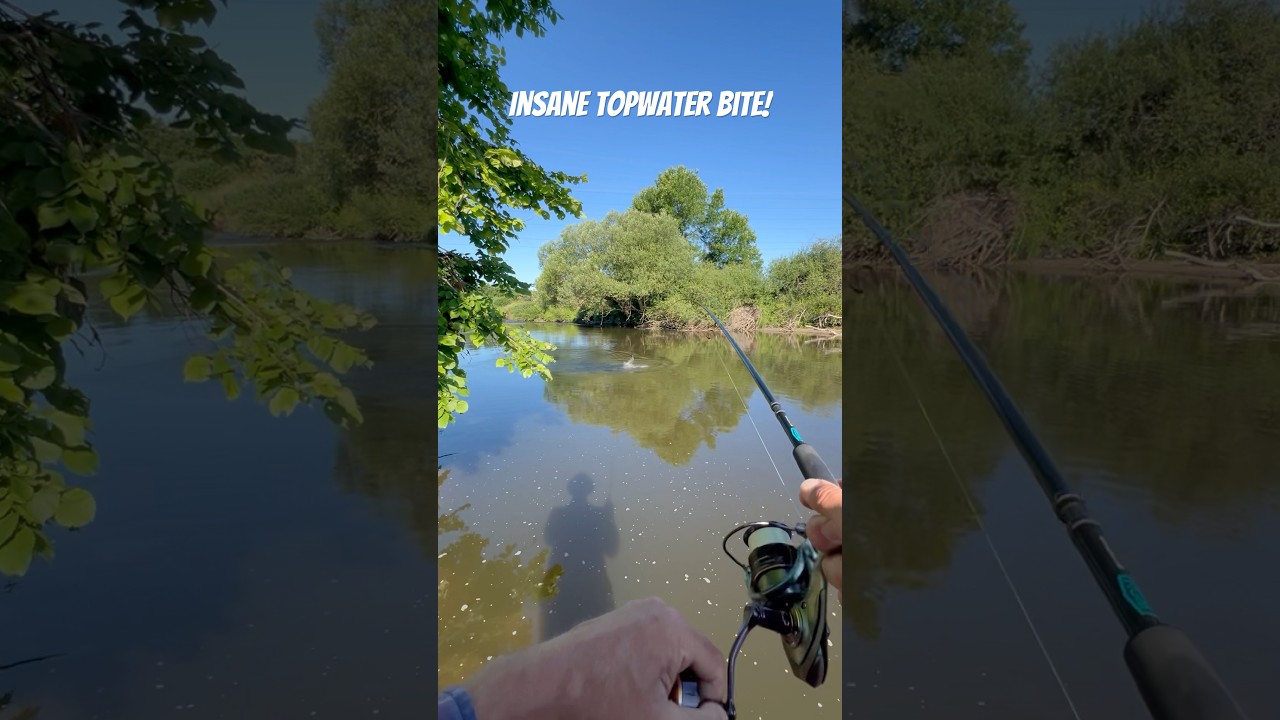 INSANE Topwater Asp Attack on Jackall Bleeker Toppy!🔥