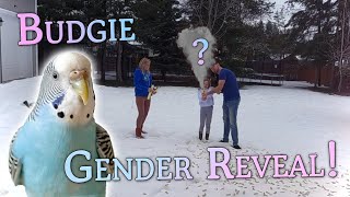 Budgie Gender Reveal Blue To The Berry Gender Reveal