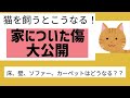 【猫を飼うと家に傷がつく？】どんな傷がついたか　対策も公開　毛はどれくらい抜ける？　室内飼い　ラグドール　長毛　壁　賃貸　一人暮らし　注文住宅　漆喰　ビリビリ　猫　爪研ぎ　しつけ　マーキング　雄　ねこ