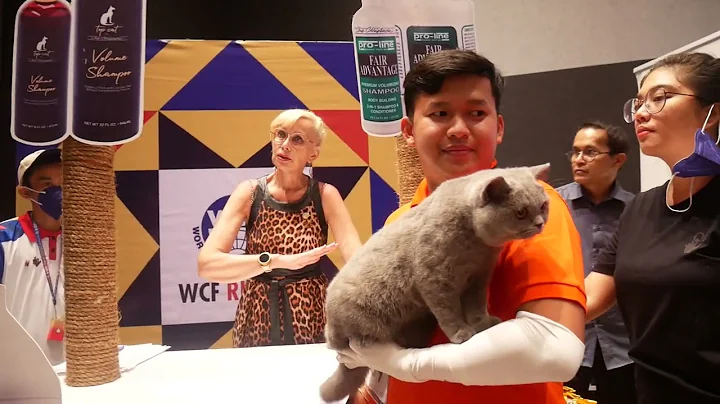 Video 5004371: gray british, british hair, international cat show