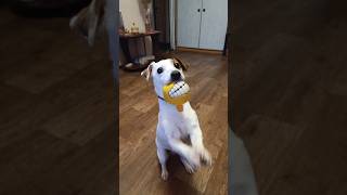 Белла и дальний бросок 😉🐶🥎☝️ #белла #собака #суперсобака #милота #animals
