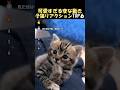可愛すぎる動きをする子猫#海外 #動物 #funnyanimals