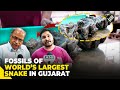 Iit roorkee discovers fossils of prehistoric snake in gujarat