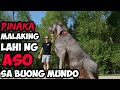 10 PINAKAMALAKING LAHI NG ASO SA BUONG MUNDO | Historya