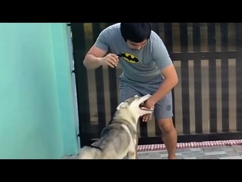 Video: Paano Sanayin ang isang Australian Shepherd Dog: 12 Hakbang (na may Mga Larawan)