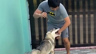 Paano alisin ang pangangagat/play biting ng aso
