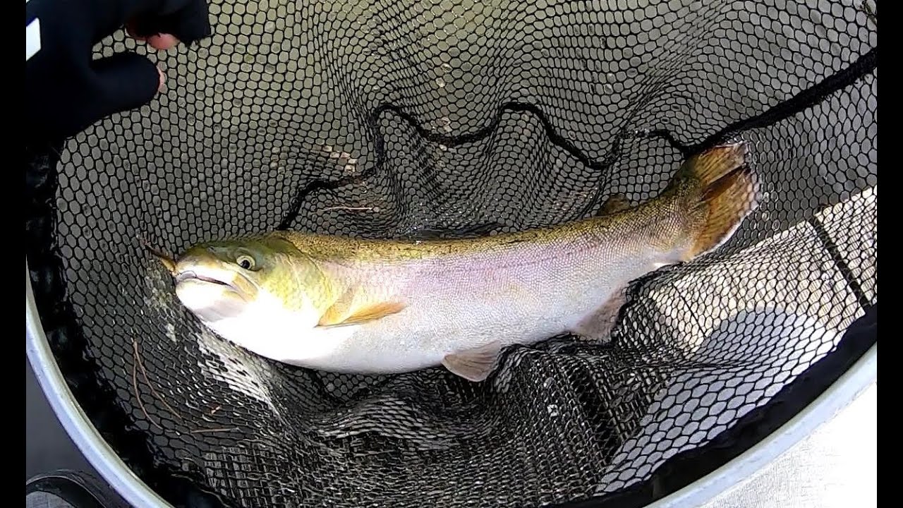 サンクチュアリを攻略！デカマス＆小型をパターンにはめて釣る