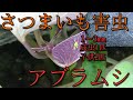 さつまいも(安納芋)　アブラムシ(害虫)対策　初期に行わないと大変な事になる!!