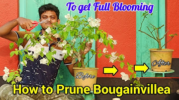 How I Prune & Trim My Bougainvillea For Maximum Bloom //Baganbilas