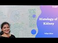 Histology of kidney | Kidney histology | Renal corpuscle | Juxtaglomerular apparatus| Podocyte