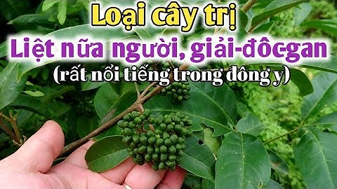 Bài thuốc trị liệt nữa người, mẩn ngứa da, giảiđộcgan. PHAN HẢI Channel