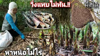 Go into the forest to find bamboo shoots.!! The bag is full in one go and they are coming out bea...
