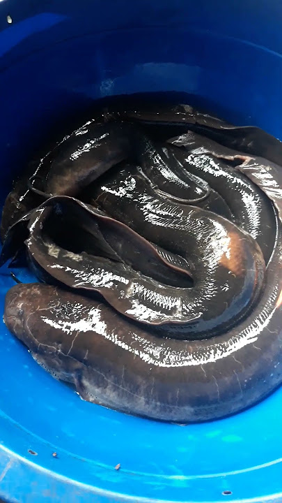 @nzombo, poisson du fleuve Congo