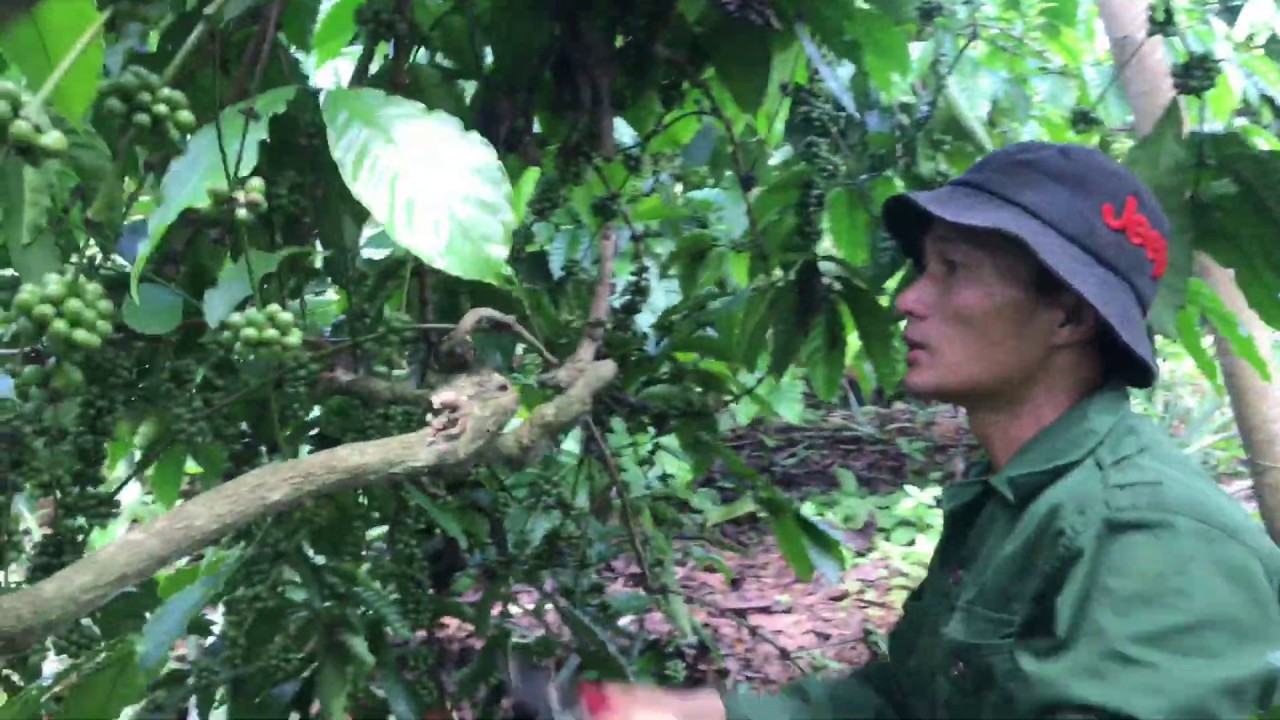 Làm cành xương cá một lần vào tháng 7 không bị tụt sản lượng