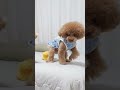 近づいただけで怒られる子犬w #Shorts