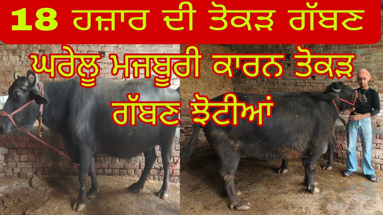 ਫੋਨ ਨੰਬਰ 6284322348 ਤੋਕੜ ਗੱਬਣਾ ਝੋਟੀਆਂ ਤੇ ਵੇਹੜਾ subscribemychannel