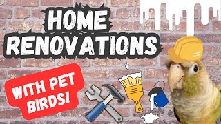 Home Renovations with Pet Birds! | BirdNerdSophie by BirdNerdSophie 719 views 5 months ago 7 minutes, 42 seconds