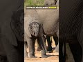 The Elephant That Fell From a Train! 🐘🚟