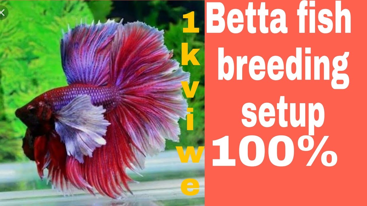 Betta fish breeding set up RBMfishfarm YouTube